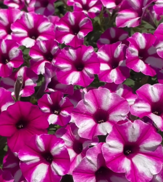 Petunia Asher 200 Seeds