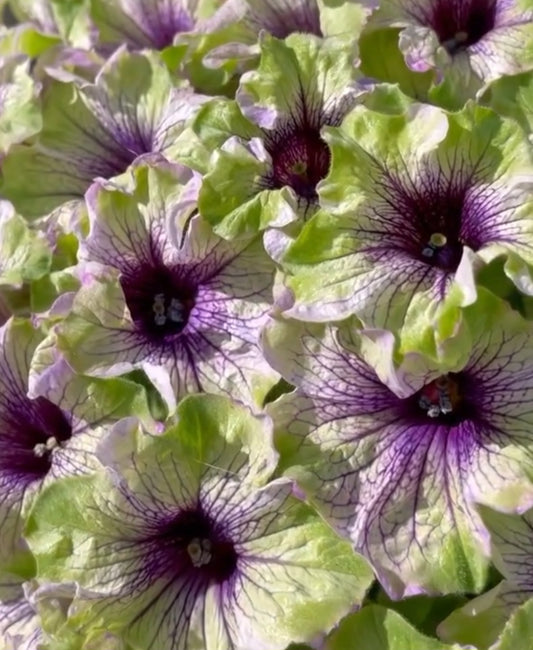 Petunia Owen 200 Seeds
