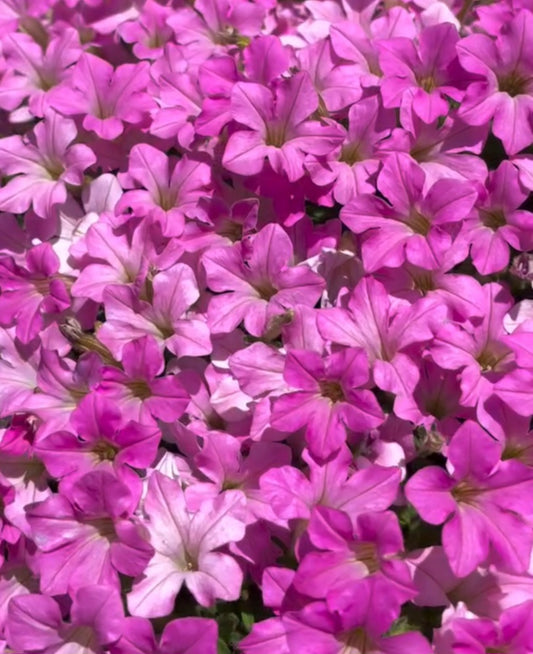 Petunia Hudson 200 Seeds
