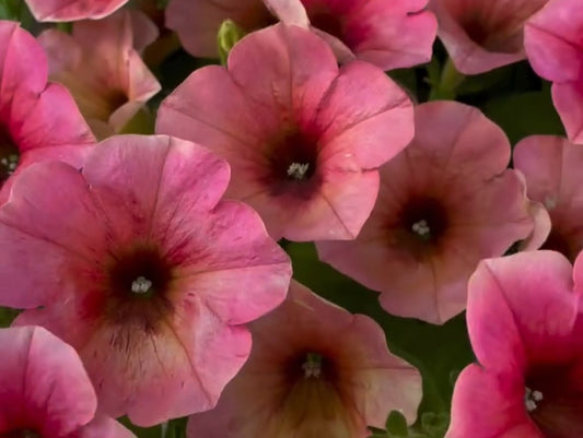 Petunia Allison 200 Seeds