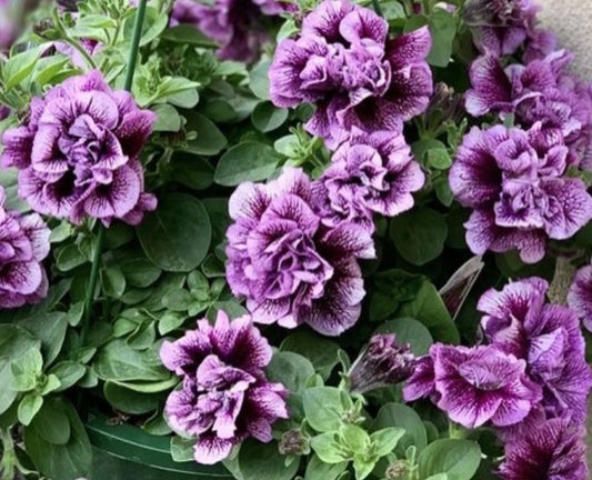 Petunia Double Quinn 200 Seeds