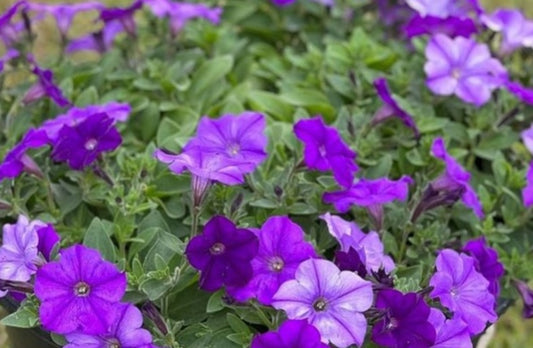 Petunia Theodore 200 Seeds
