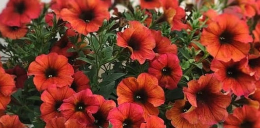 Petunia Lydia 200 Seeds