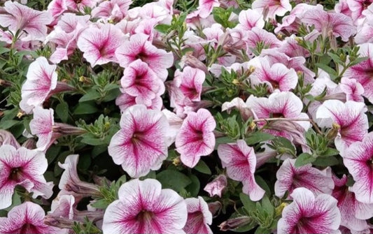 Petunia Elijah 200 Seeds