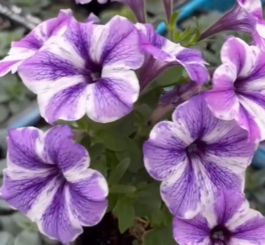 Petunia Eden 200 Seeds