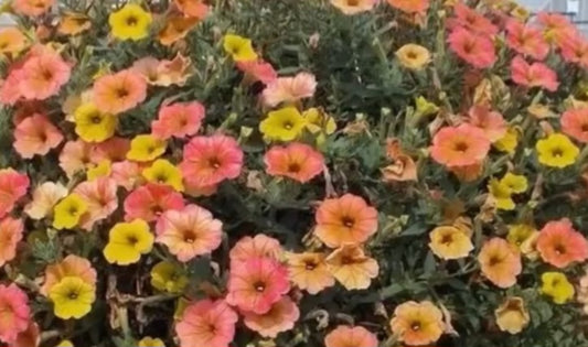 Petunia Sunrise 200 Seeds