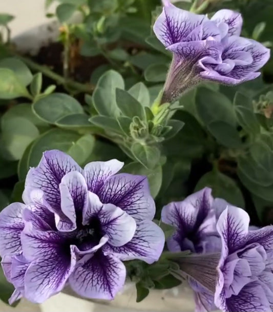 Petunia Double Cassian 200 Seeds