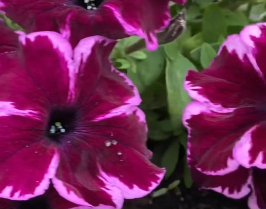 Petunia Maeve 200 Seeds