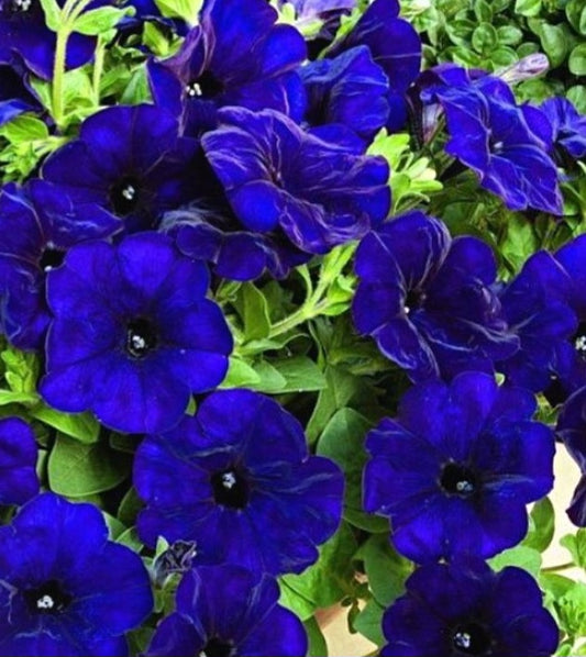Petunia Izael 200 Seeds