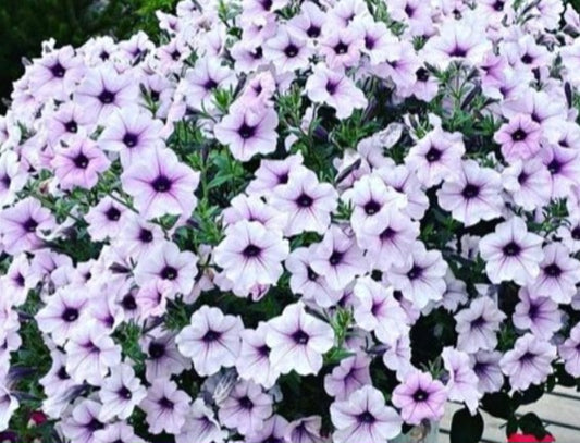 Petunia Eiden 200 Seeds