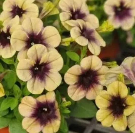 Petunia Chozen 200 Seeds
