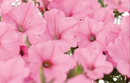 Petunia Paisley 200 Seeds
