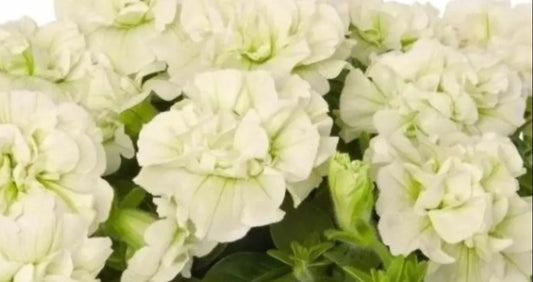 Petunia Double Josephine 200 Seeds