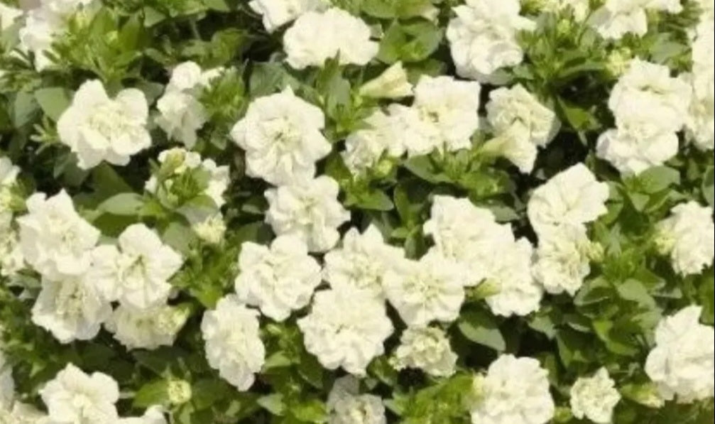 Petunia Double Josephine 200 Seeds