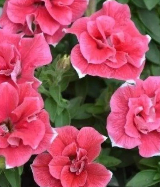 Petunia Double Addison 200 Seeds