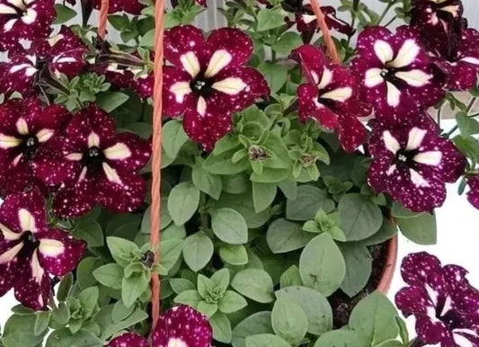 Petunia Madelyn 200 Seeds
