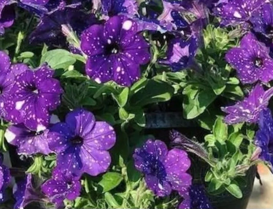 Petunia Night Sky 200 Seeds