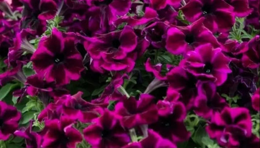 Petunia Abigail 200 Seeds