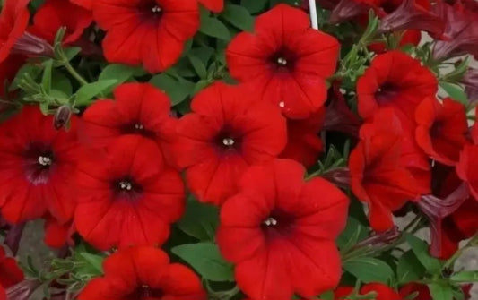 Petunia Avery 200 Seeds