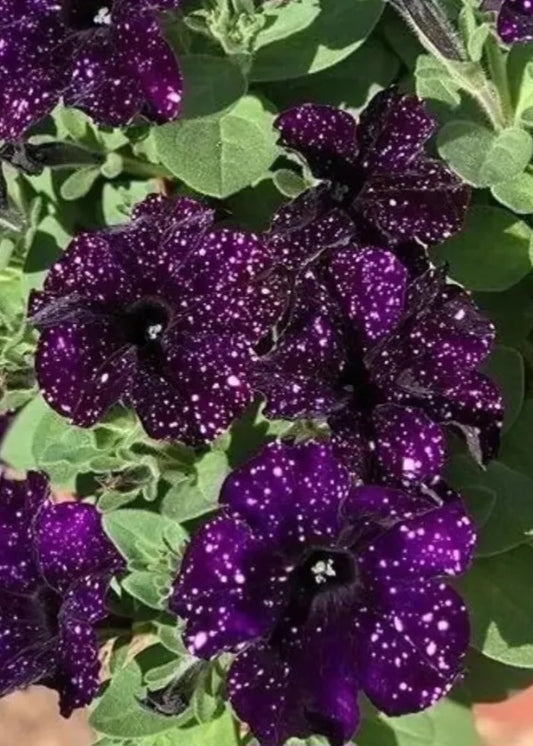 Petunia Midnight Sky 200 Seeds