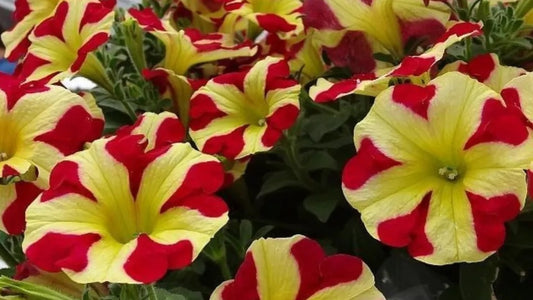Petunia Grace 200 Seeds