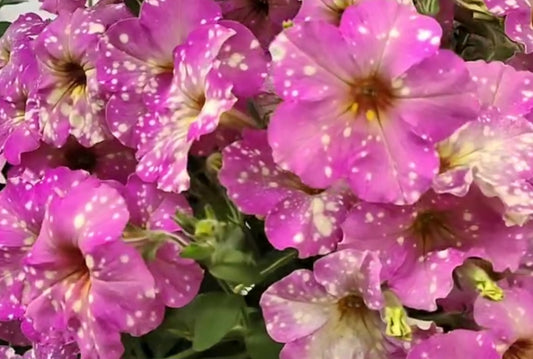 Petunia Enchanted Sky 200 Seeds