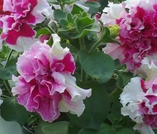 Petunia Madison 200 Seeds