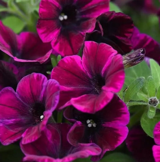 Petunia Delilah 200 Seeds