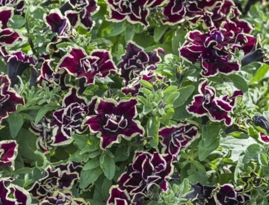 Petunia Double Penelope 200 Seeds