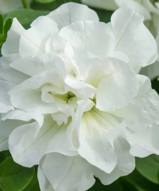 Petunia Double White 200 Seeds