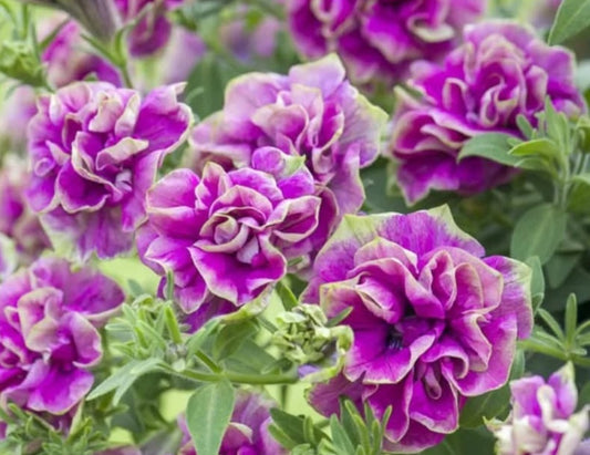 Petunia Double Chloe 200 Seeds