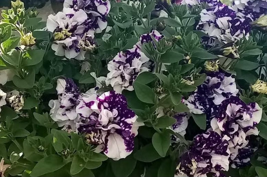 Petunia Double Gianna 200 Seeds
