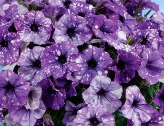 Petunia Crystal Sky 200 Seeds