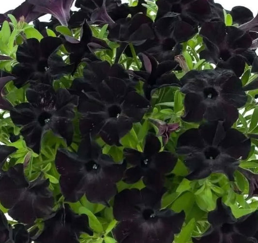 Petunia Midnight 200 Seeds