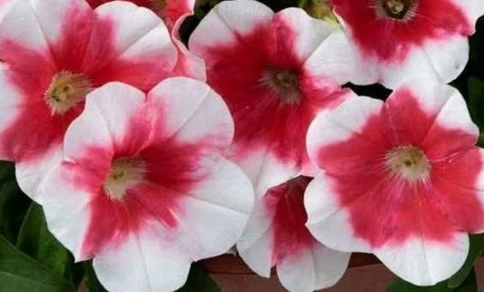 Petunia Hazel 200 Seeds