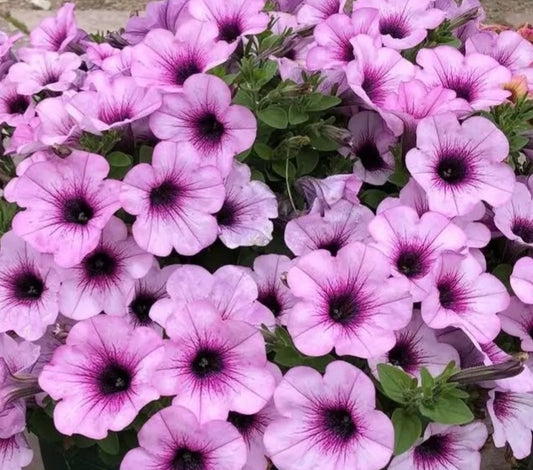 Petunia Scarlett 200 Seeds