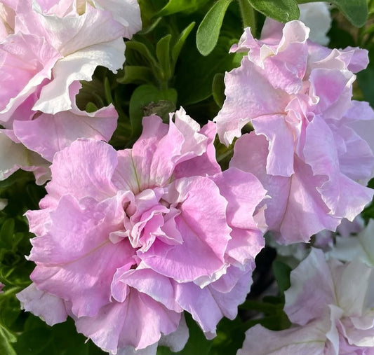 Petunia Double Pink Dust 200 Seeds