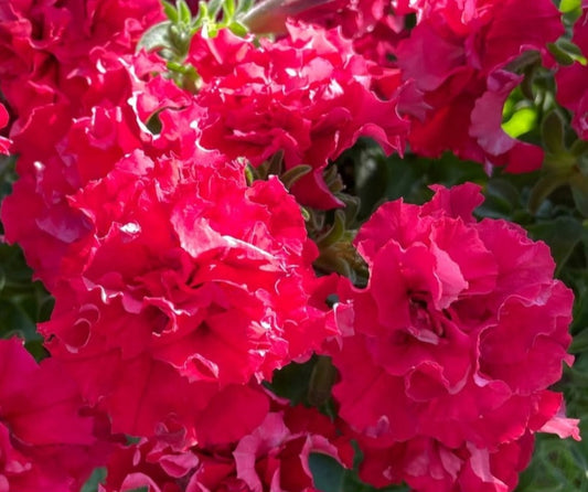 Petunia Double Red Queen 200 Seeds