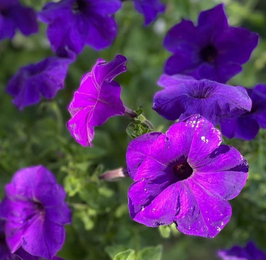 Petunia Eleanor 200 Seeds