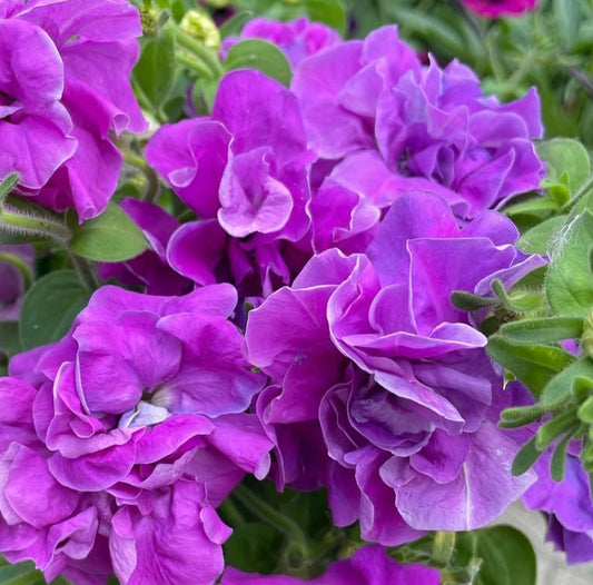 Petunia Double Diana 200 Seeds