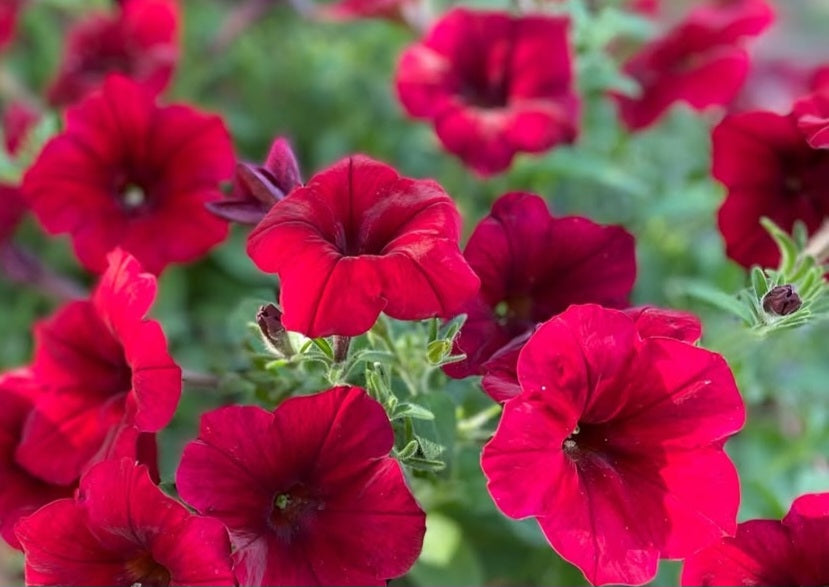 Petunia Red Flame 200 Seeds