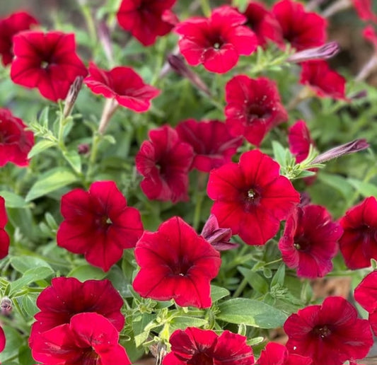 Petunia Red Flame 200 Seeds