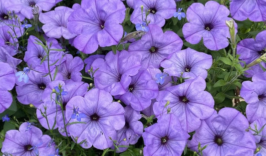 Petunia Lavanda 200 Seeds