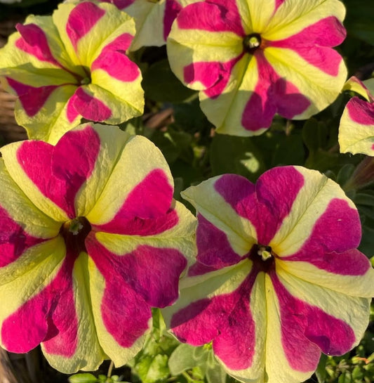 Petunia Bicolor 200 Seeds