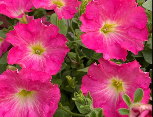 Petunia Kyren 200 Seeds