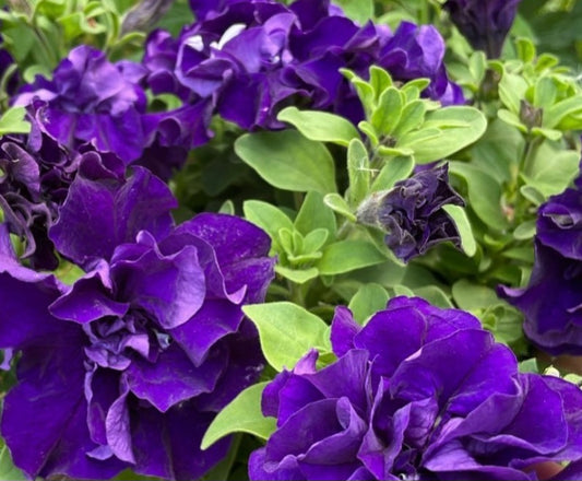 Petunia Double Luna 200 Seeds