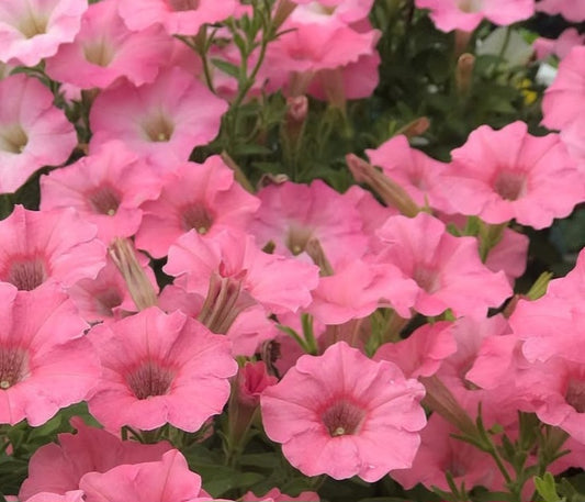 Petunia Evelyn 200 Seeds