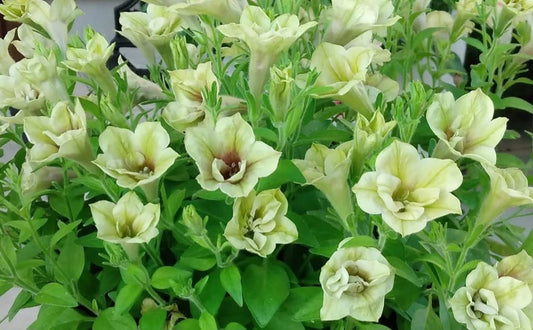 Petunia Double Cheryl 200 Seeds