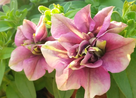 Petunia Double Thelma 200 Seeds