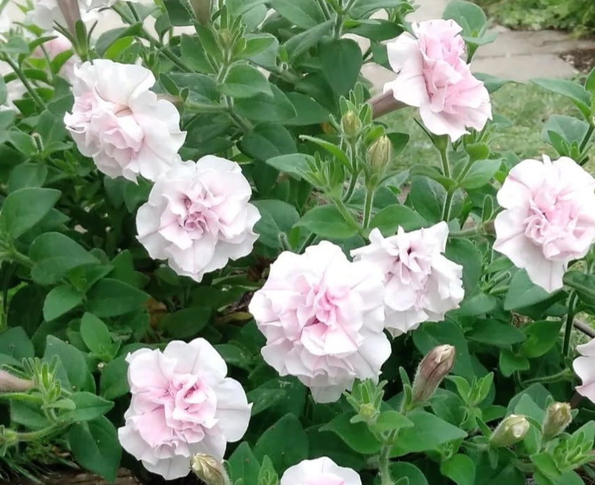 Petunia Double Andrea 200 Seeds